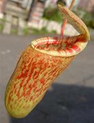 Nepenthes x 'Sanyo' 2